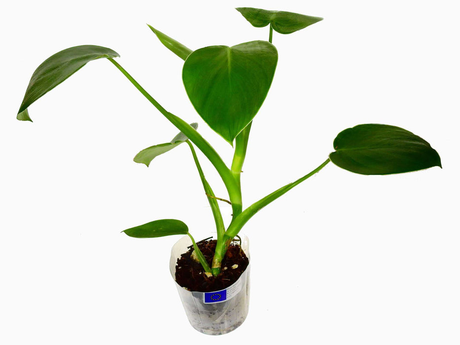 Philodendron rugosum