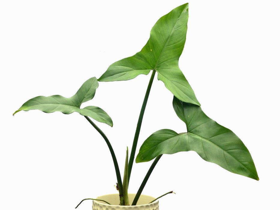 Philodendron sagittifolium