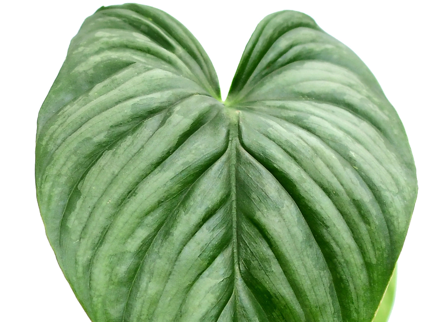 Philodendron sodiroi cf.