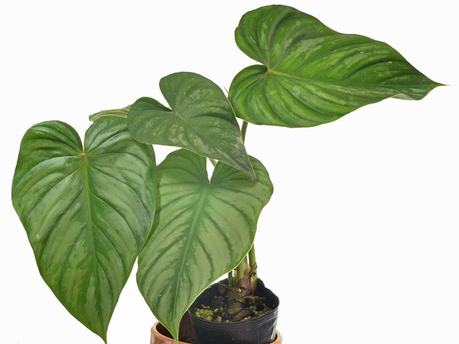 Philodendron sodiroi cf.