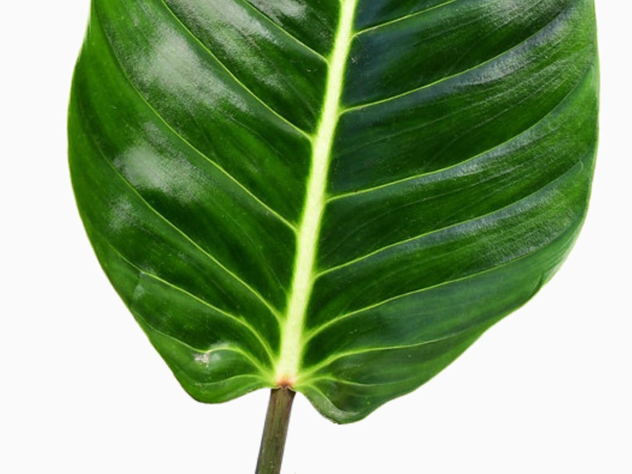 Philodendron urraoense