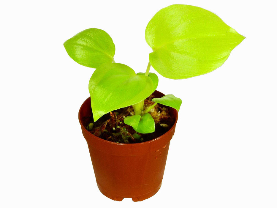 Philodendron bipinnatifidum 'Gold' (11cm Topf)