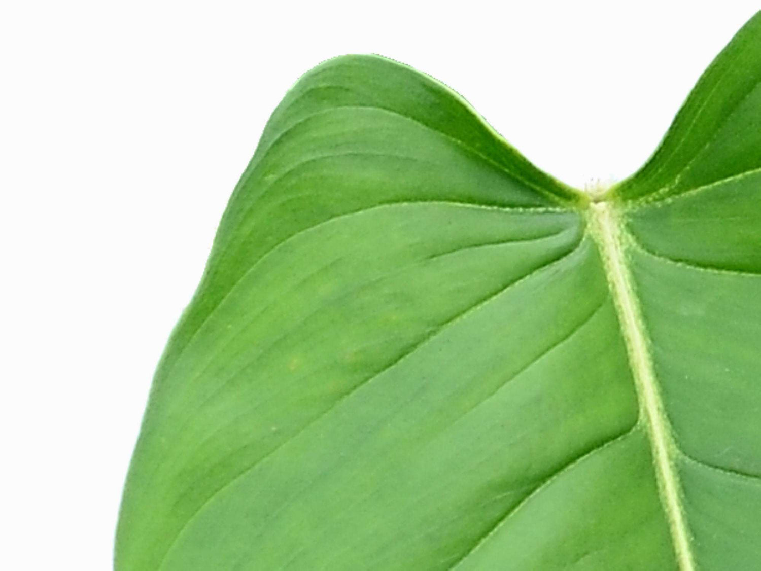 Philodendron genevieveanum