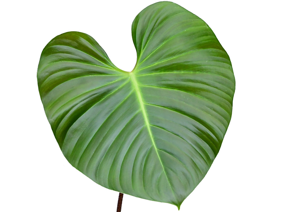 Philodendron nangaritense