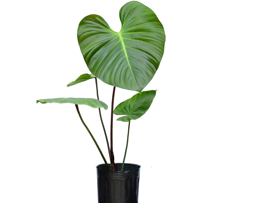 Philodendron nangaritense