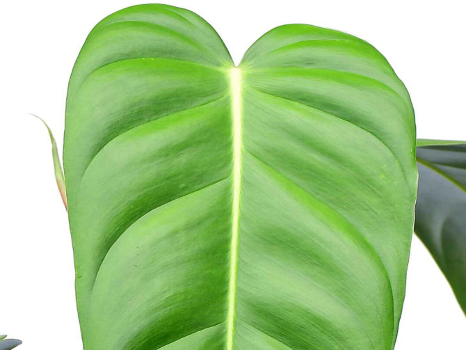 Philodendron spec. nov. 'Green Sky'