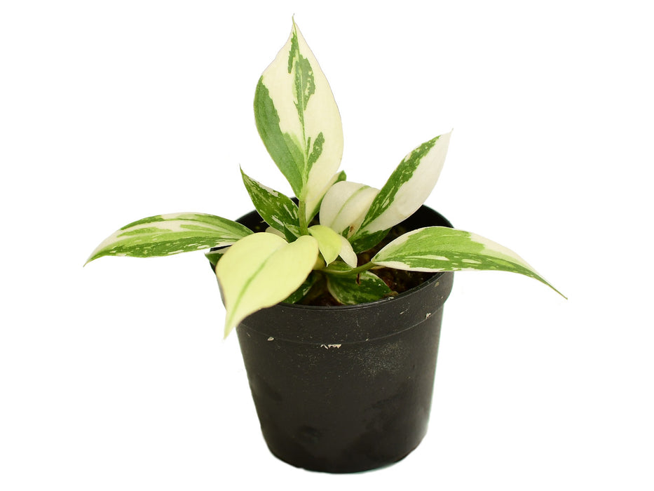 Philodendron gloriosum variegata XS (5,5cm Topf)