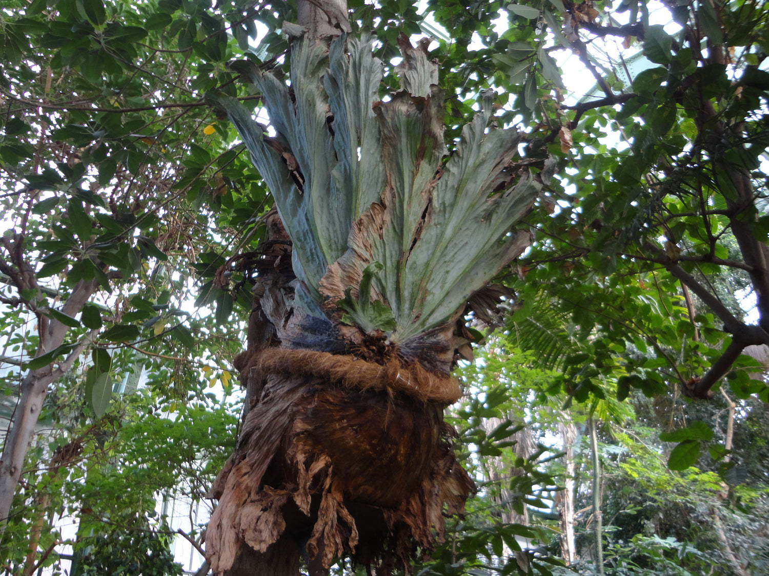 Platycerium wandae