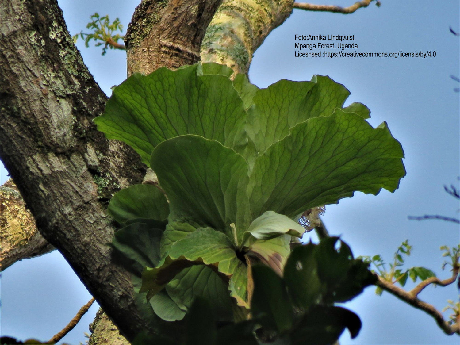 Platycerium elephantotis