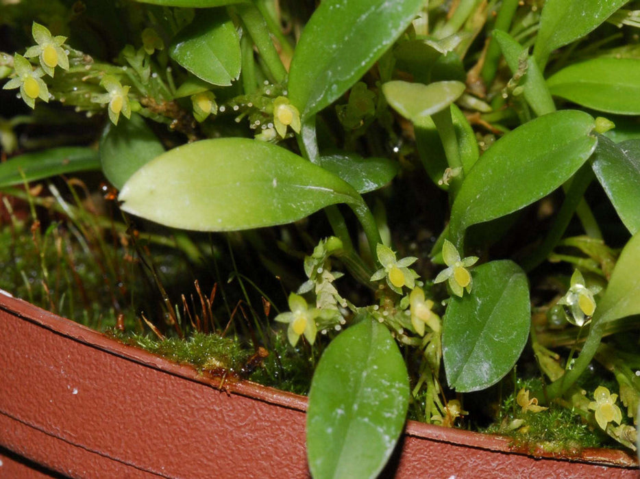 Platystele stenostachya 'Pale Yellow'