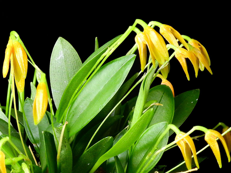 Pleurothallis corniculata