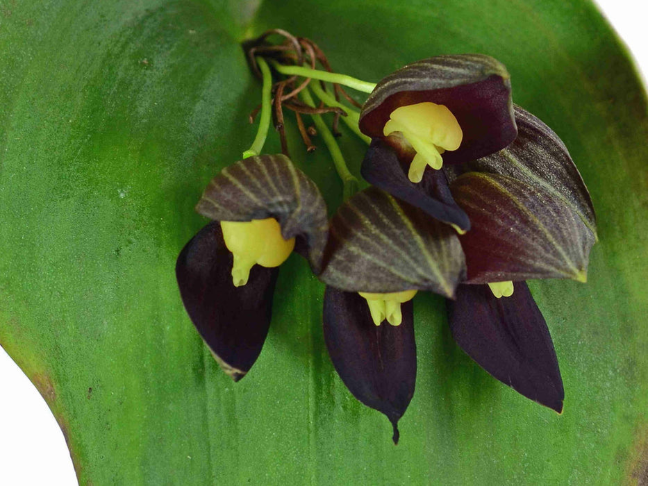 Pleurothallis teaguei