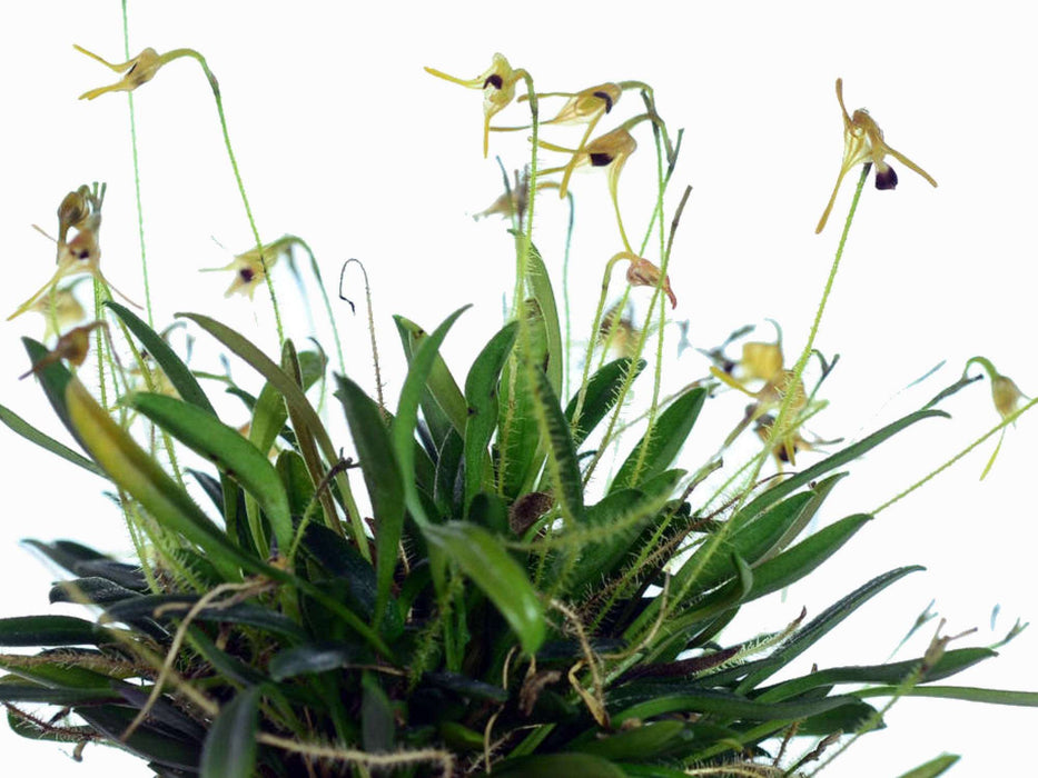 Porroglossum apoloae