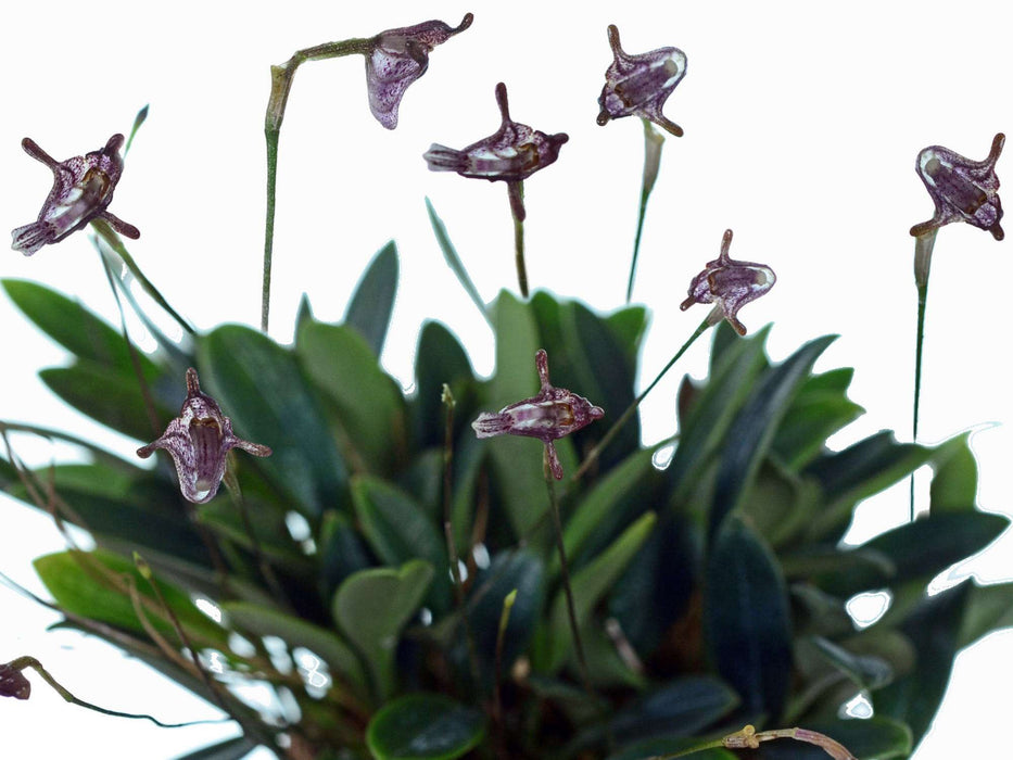 Porroglossum dalstroemii