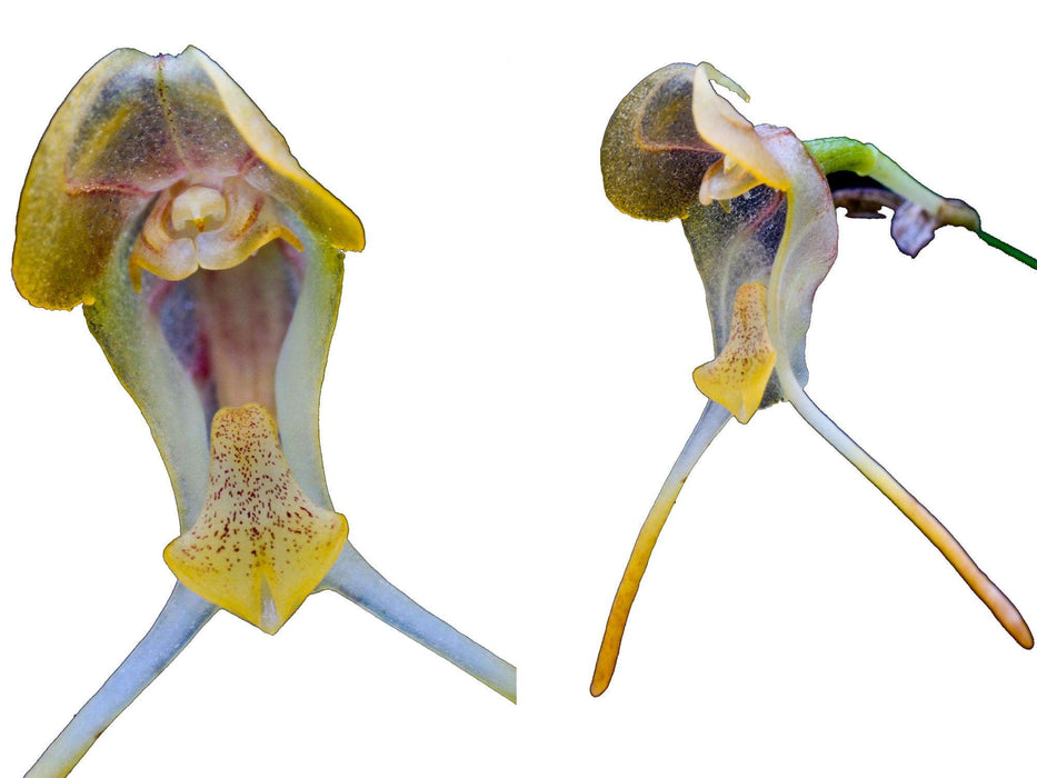 Porroglossum hoejeri