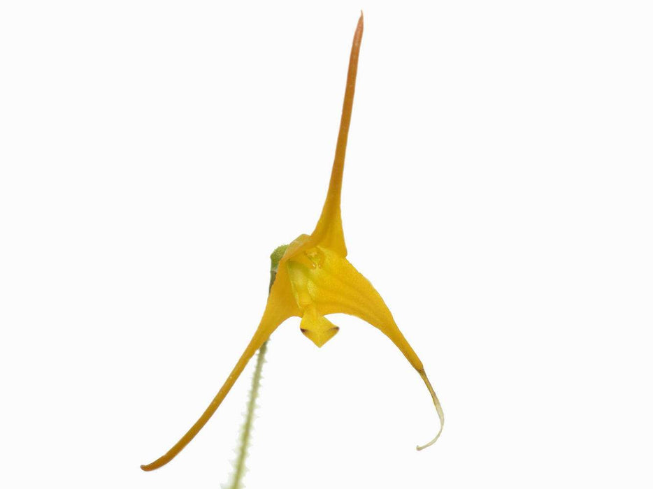 Porroglossum muscosum 'Yellow'