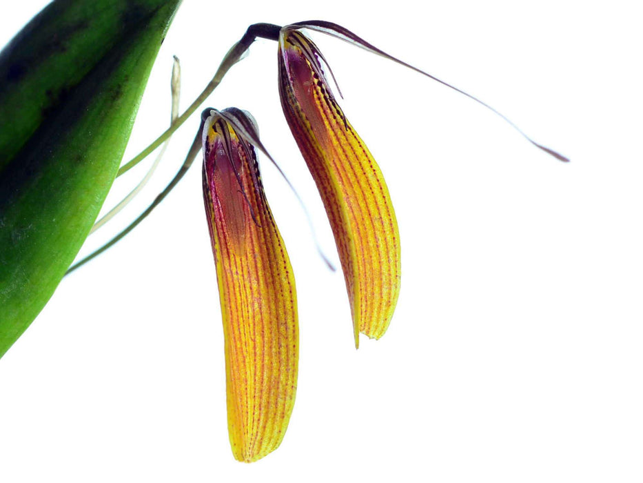 Restrepia brachypus 'Width'