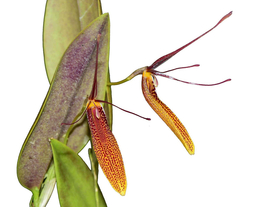 Restrepia citrina #2