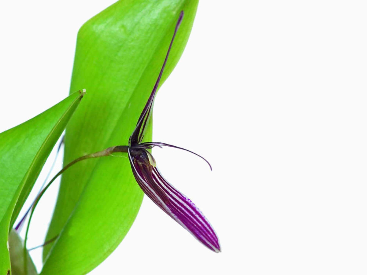 Restrepia purpurea — Ecuagenera Europe GmbH