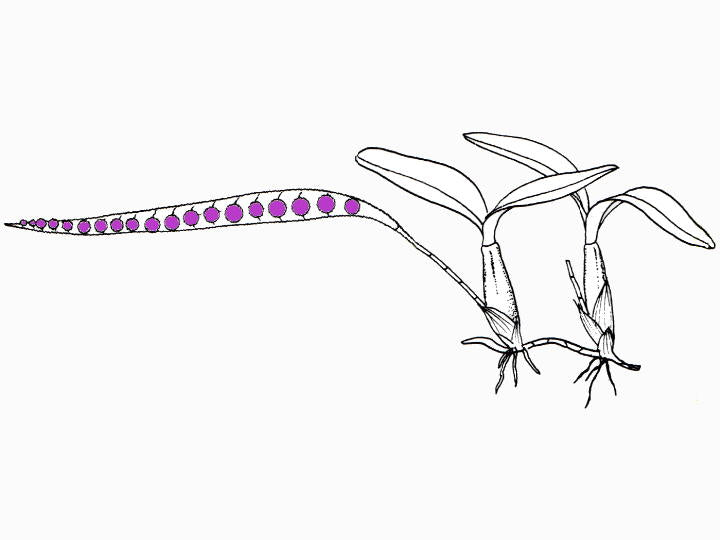 Bulbophyllum falcatum var. kewense