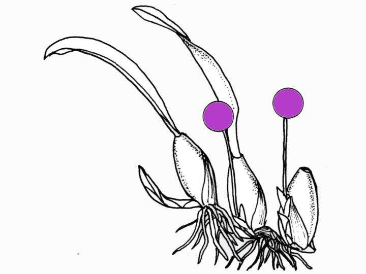 Bulbophyllum lasiochilum 'gelb'