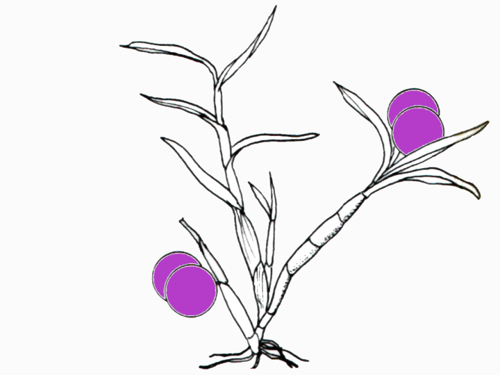 Dendrobium trinervium