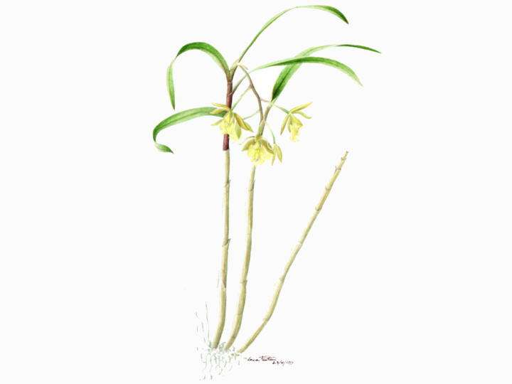 Epidendrum henschenii