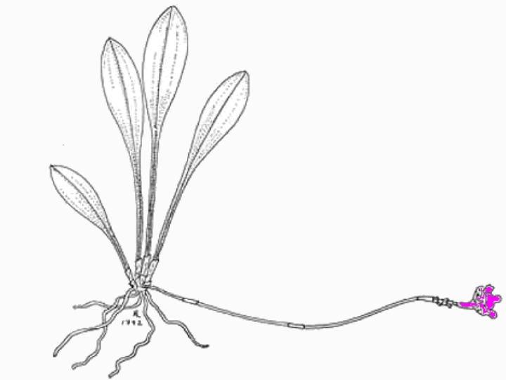 Porroglossum condylosepalum xanthinum