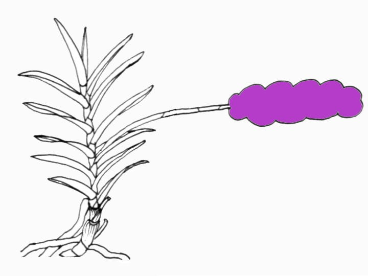 Renanthera monachica OP in vitro