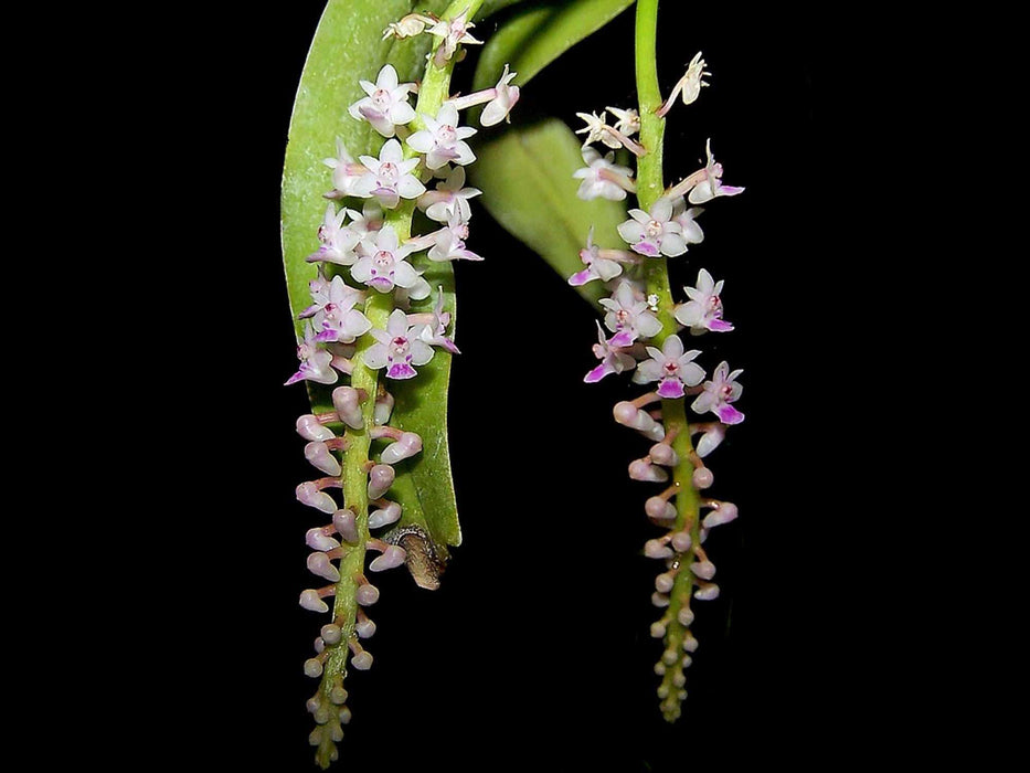 Smitinandia micrantha OP in vitro